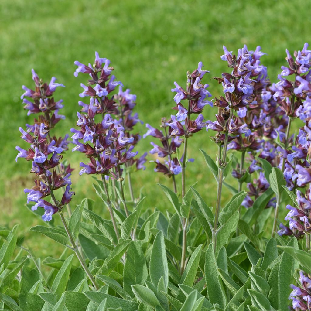 Echter Salbei - Salvia officinalis