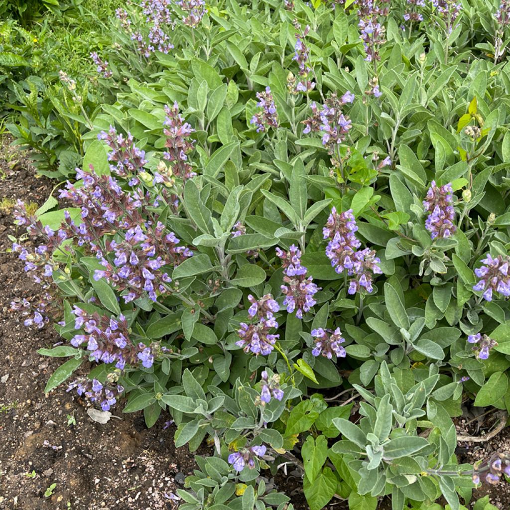 Echter Salbei - Salvia officinalis