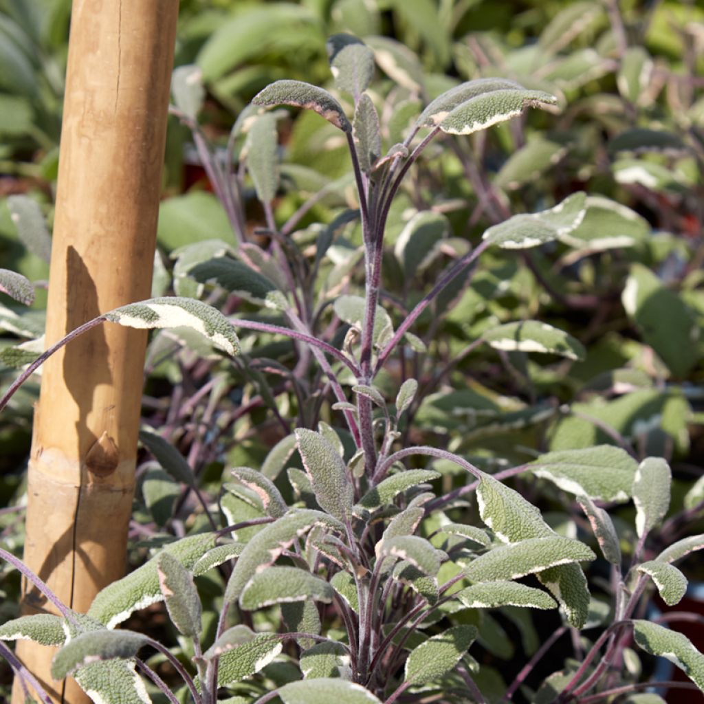 Echter Salbei Tricolor - Salvia officinalis