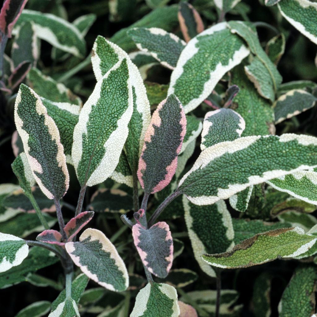 Echter Salbei Tricolor - Salvia officinalis