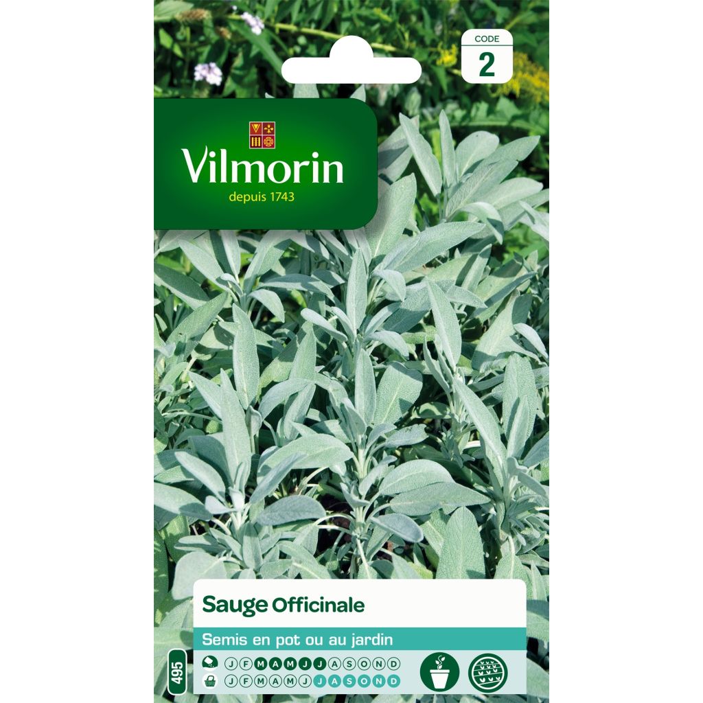 Echter Salbei - Vilmorin - Salvia officinalis