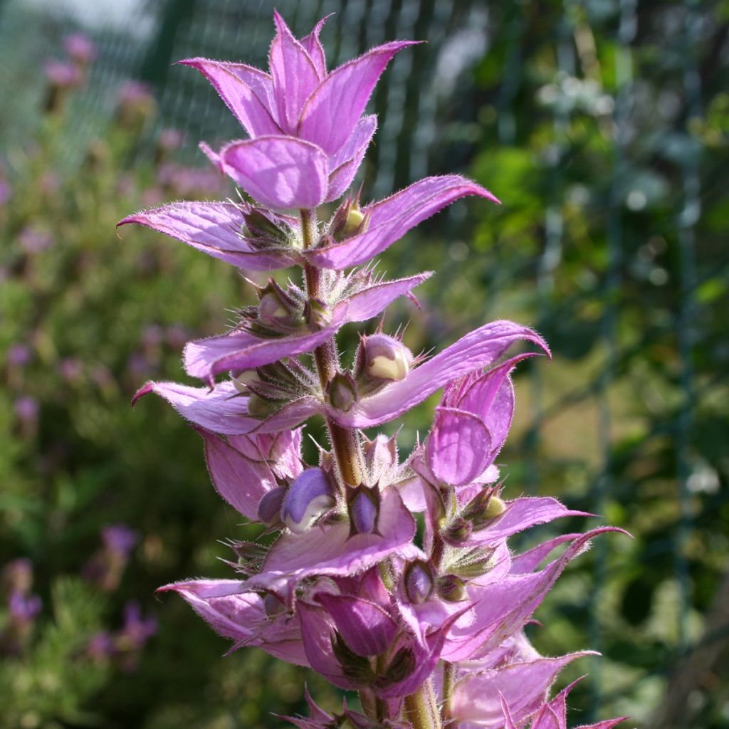 Sauge sclarée - Salvia sclarea