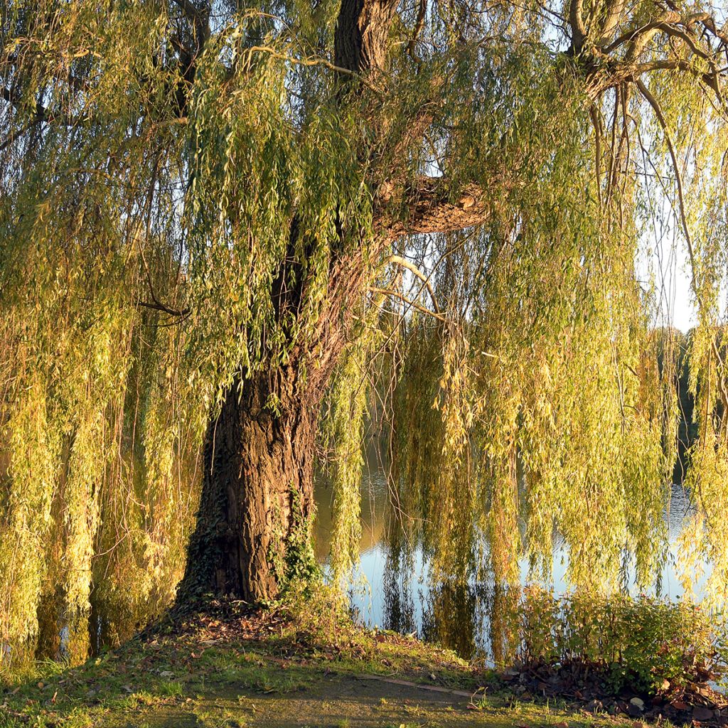 Silber-Weide Tristis - Salix alba