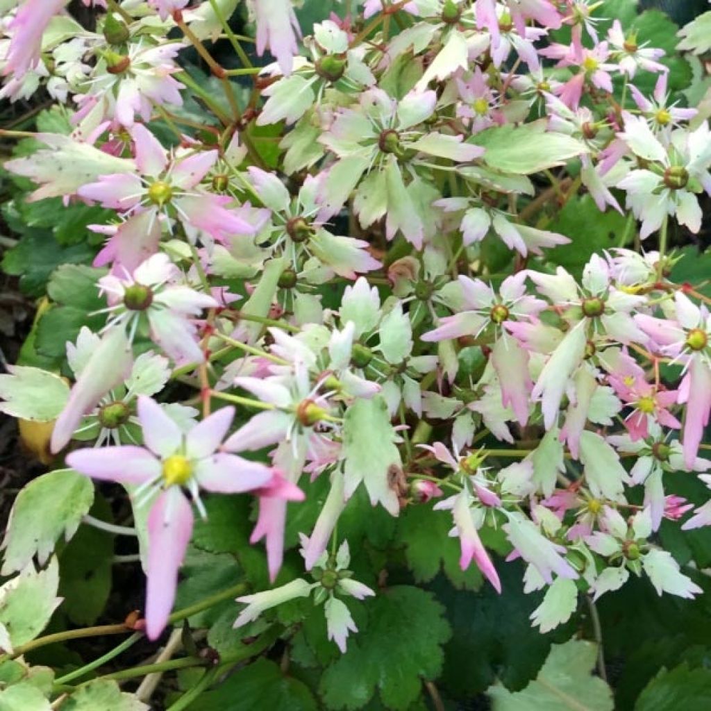 Saxifraga OPERA Lakmé - Herbst-Steinbrech