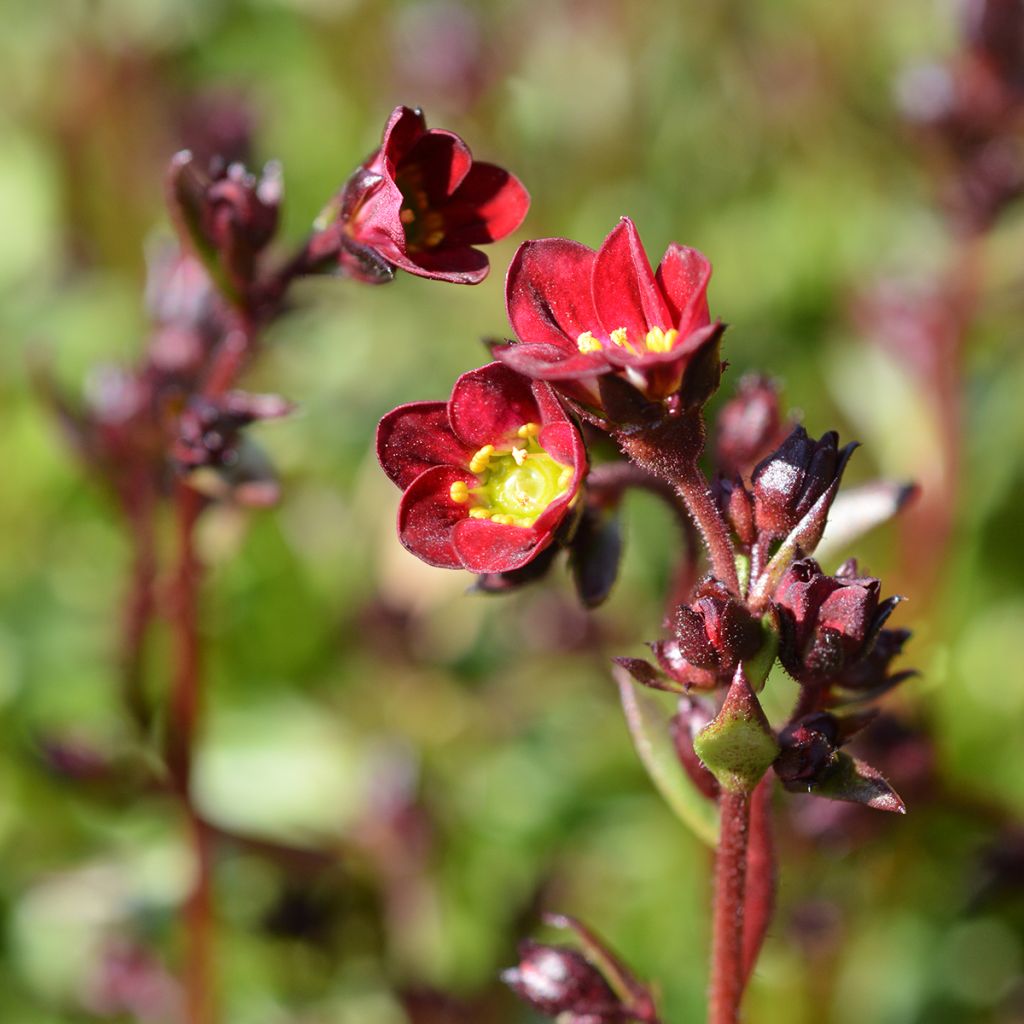 Saxifraga arendsii Peter Pan - Garten-Moos-Steinbrech