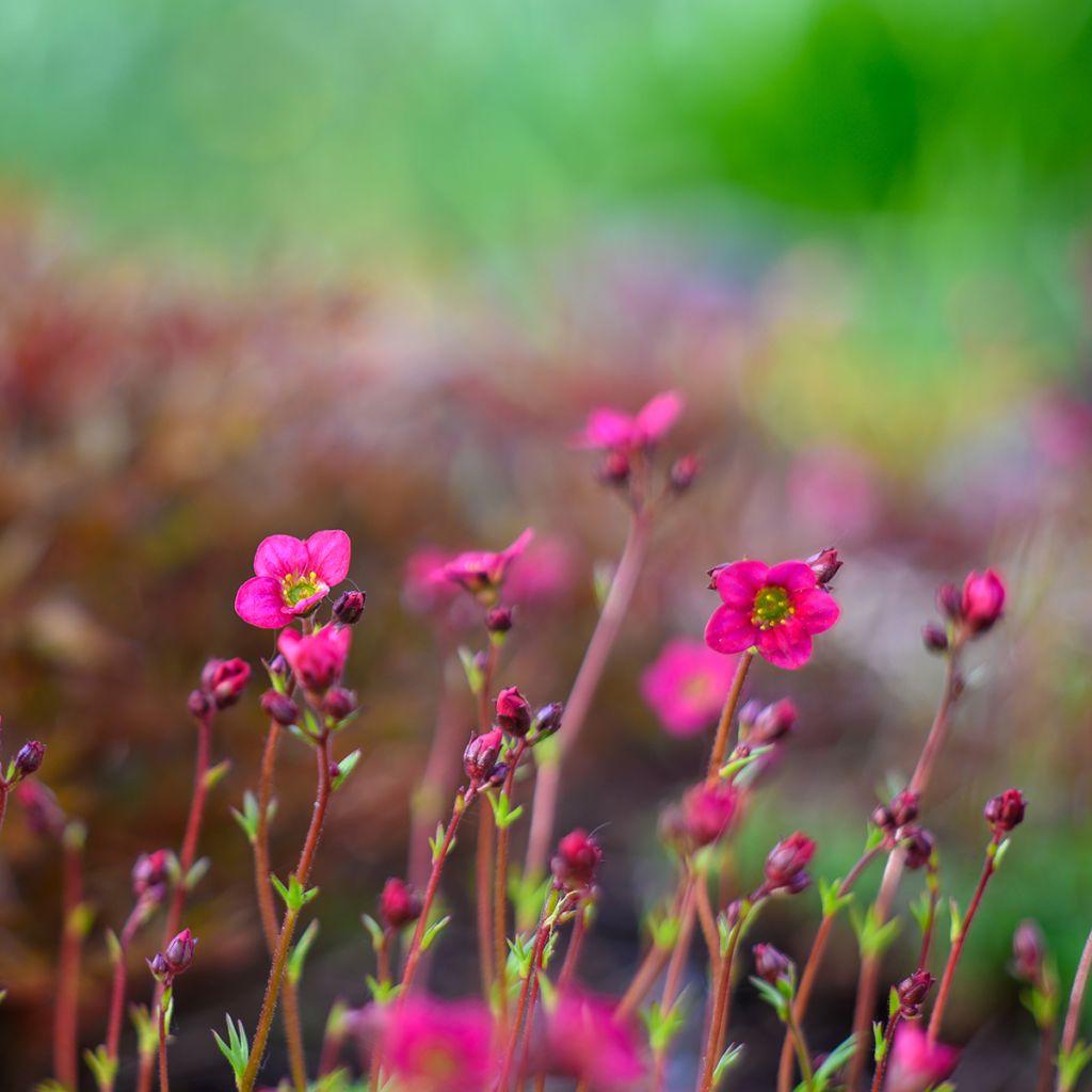 Saxifraga arendsii Peter Pan - Garten-Moos-Steinbrech