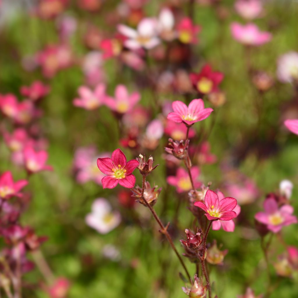 Saxifraga arendsii Peter Pan - Garten-Moos-Steinbrech