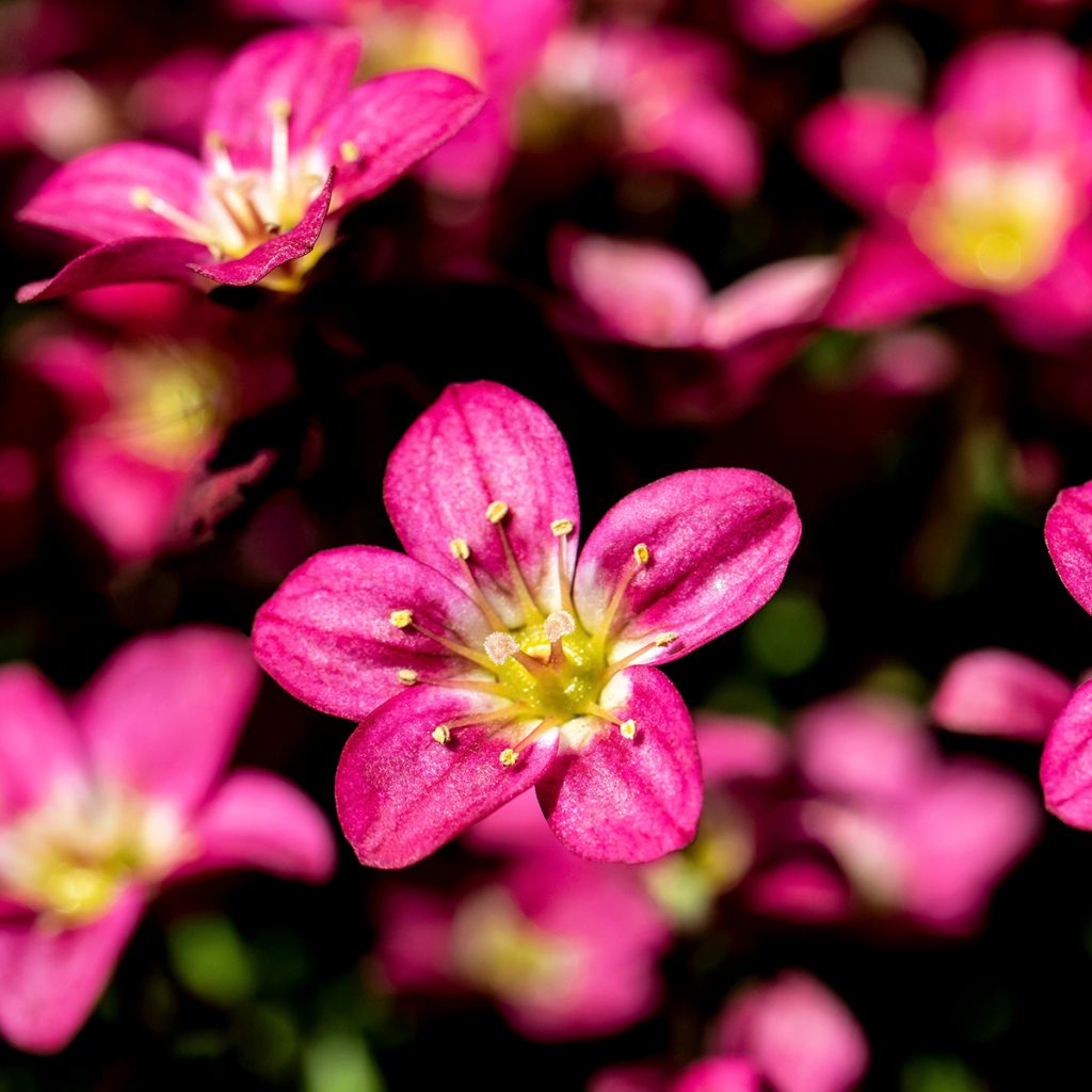 Saxifraga arendsii Peter Pan - Garten-Moos-Steinbrech