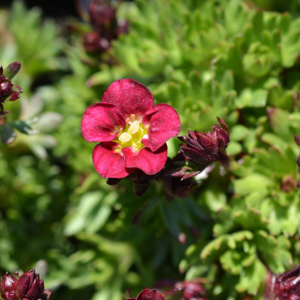 Saxifraga arendsii Peter Pan - Garten-Moos-Steinbrech