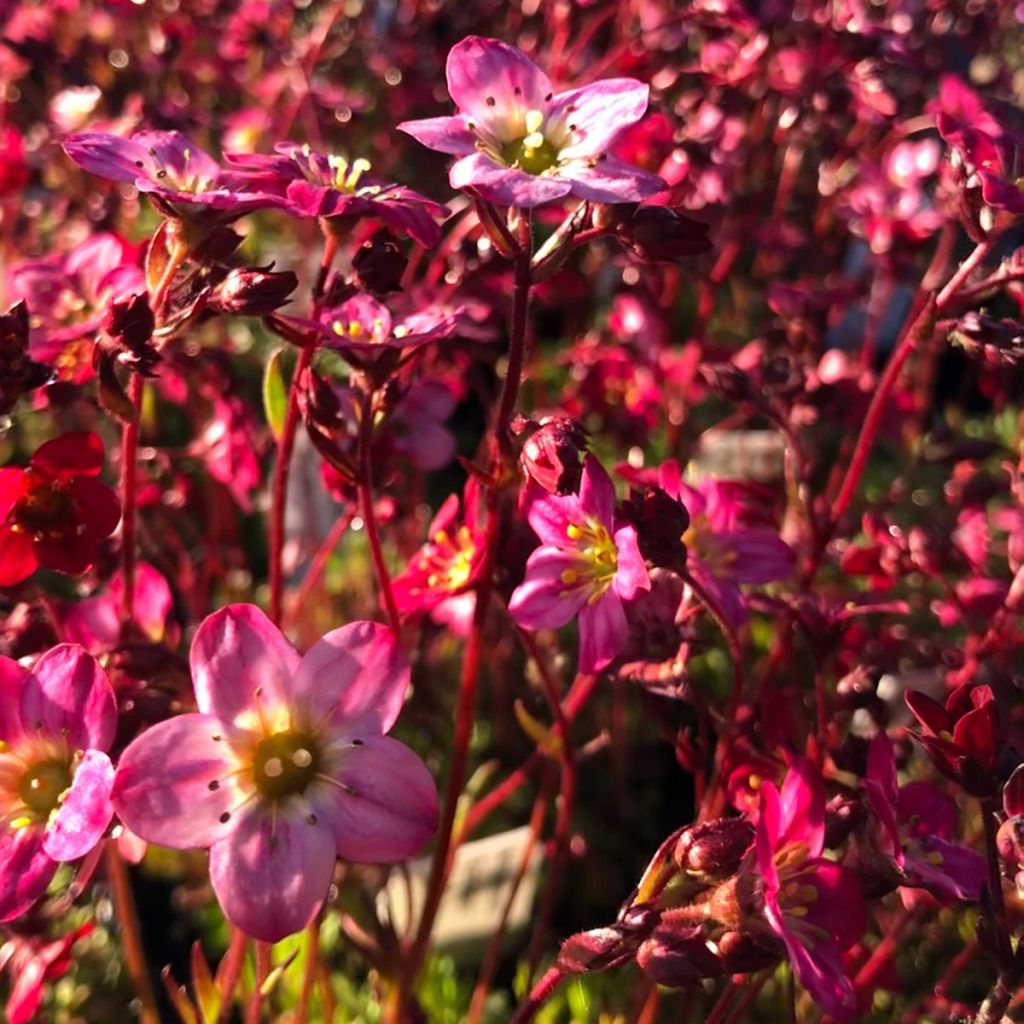 Saxifraga arendsii Purpurteppich - Saxifrage mousse