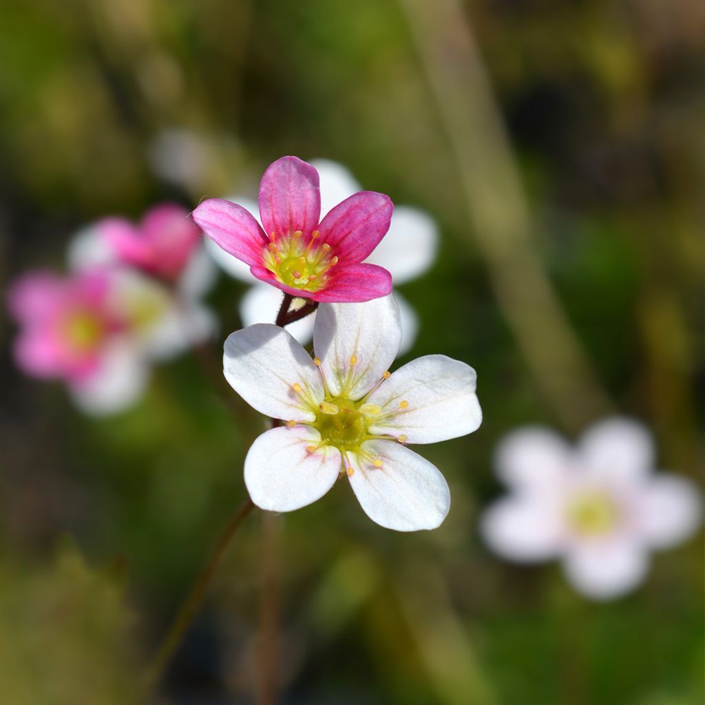 Saxifraga arendsii Ware's Crimson - Garten-Moos-Steinbrech