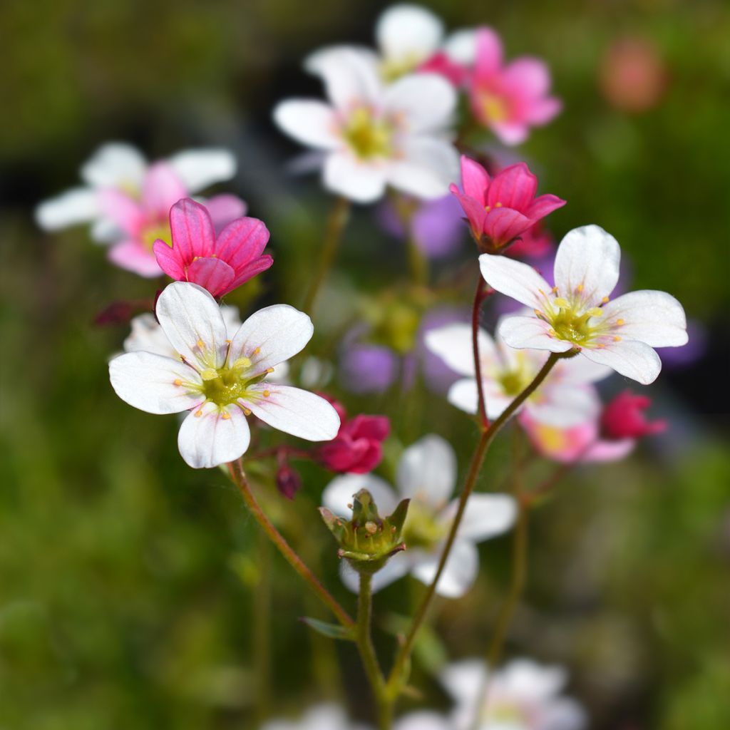 Saxifraga arendsii Ware's Crimson - Garten-Moos-Steinbrech