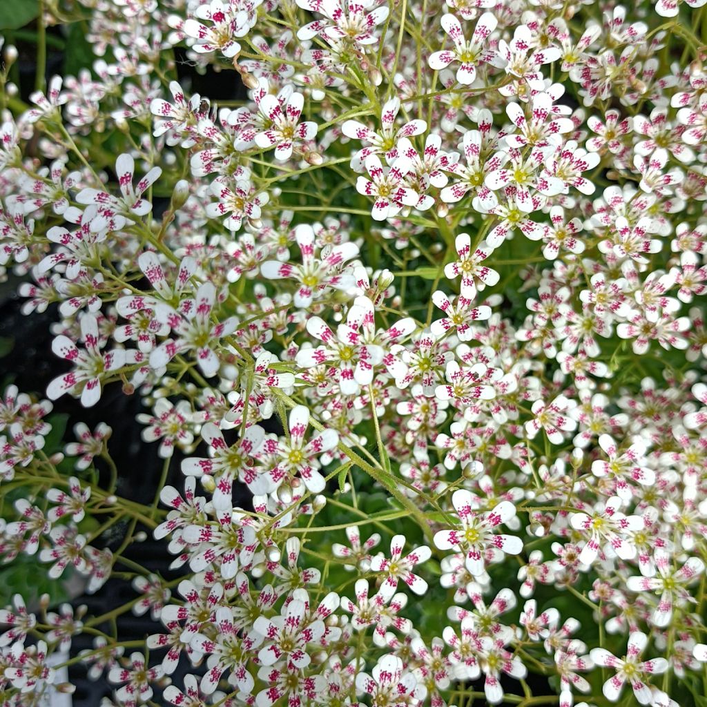 Saxifraga cotyledon Southside Seedling - Saxifrage des montagnes