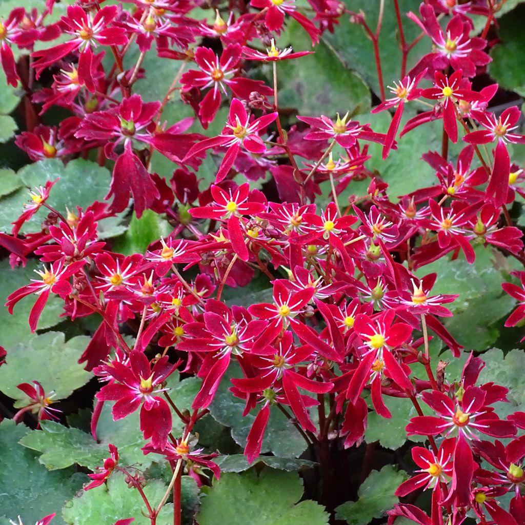 Saxifraga fortunei Beni Tsukasa - Herbst-Steinbrech