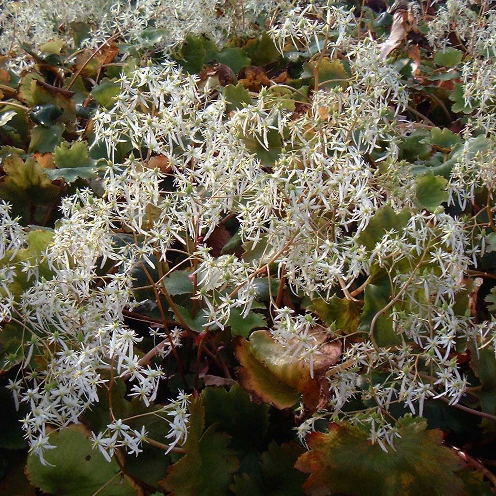 Saxifraga fortunei Wada - Herbst-Steinbrech