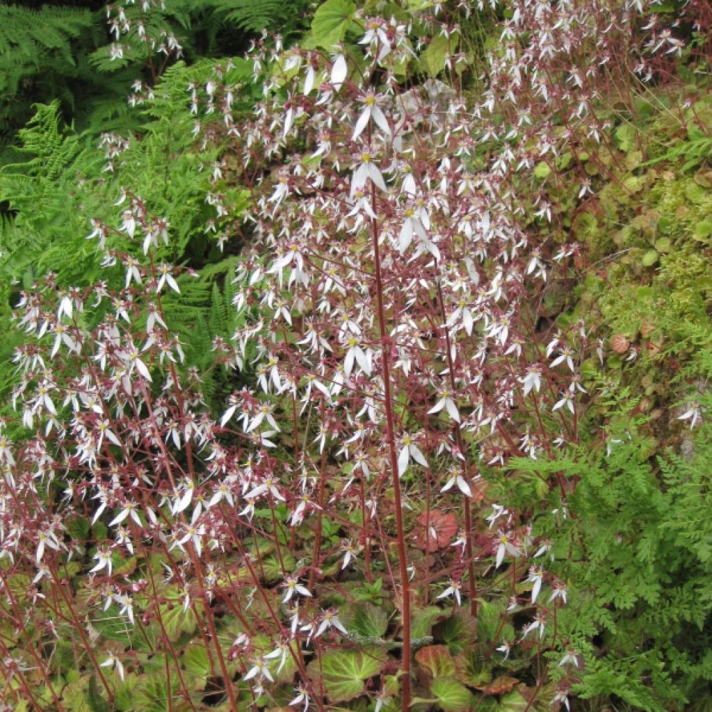 Saxifraga stolonifera Cuscutiformis - Hänge-Steinbrech