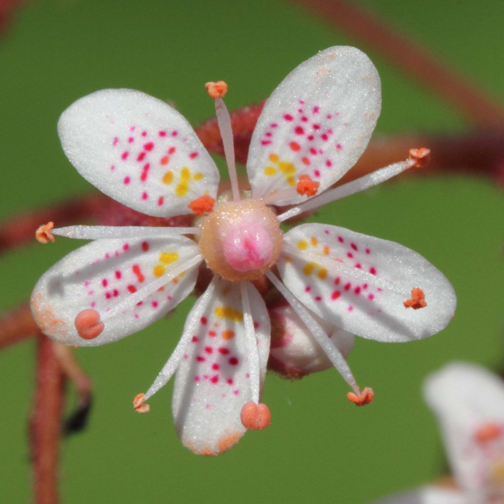 Saxifraga urbium - Porzellanblümchen