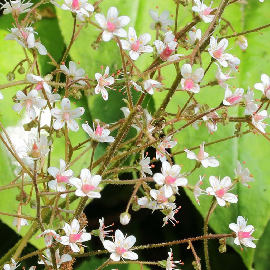 Saxifraga urbium - Porzellanblümchen