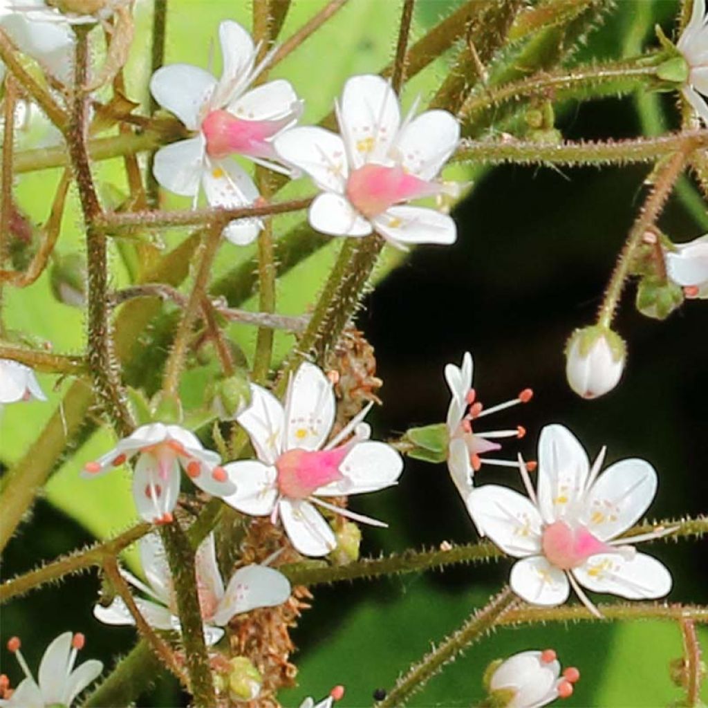 Saxifraga urbium - Porzellanblümchen