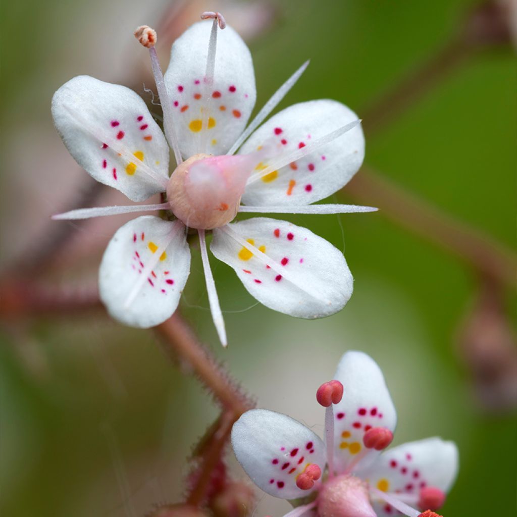 Saxifraga urbium - Porzellanblümchen