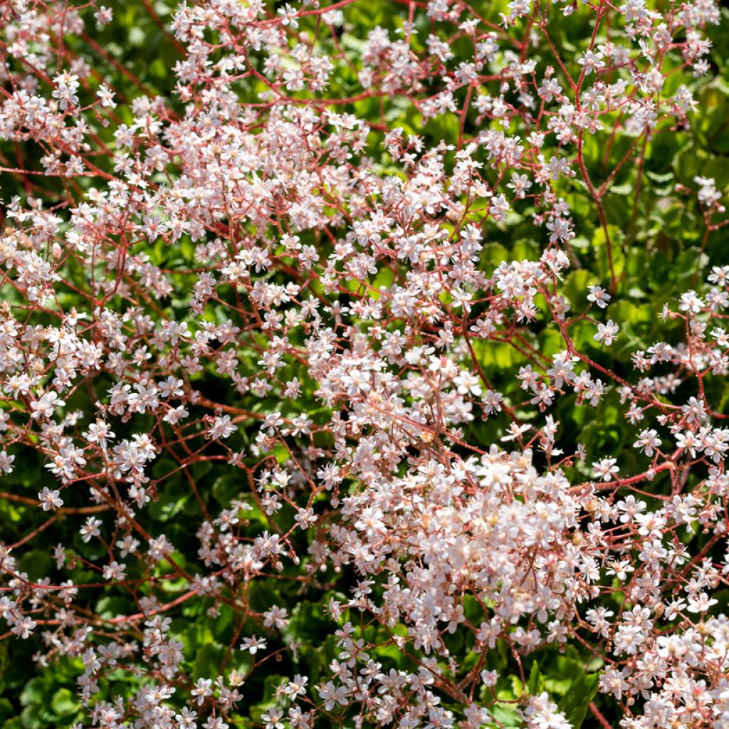 Saxifraga urbium - Porzellanblümchen