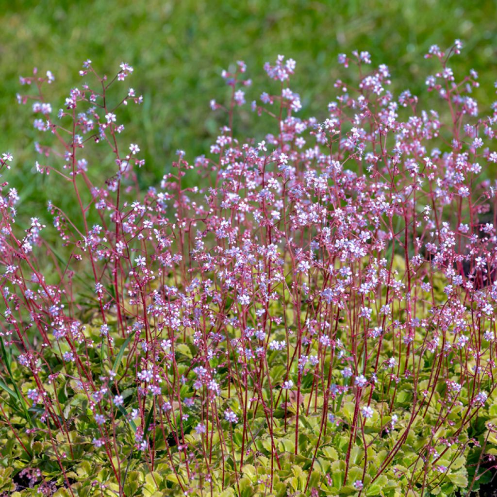 Saxifraga urbium - Porzellanblümchen