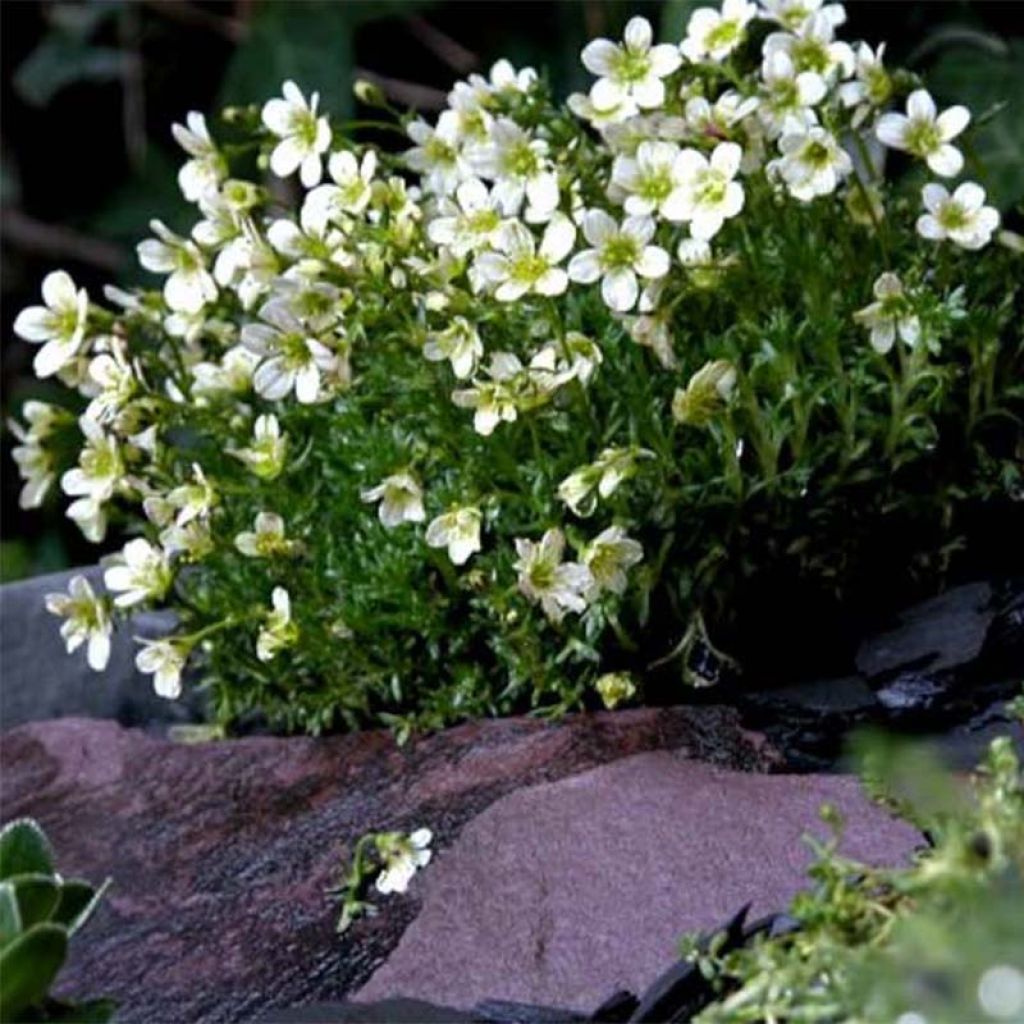 Saxifraga arendsii Pixie White - Garten-Moos-Steinbrech