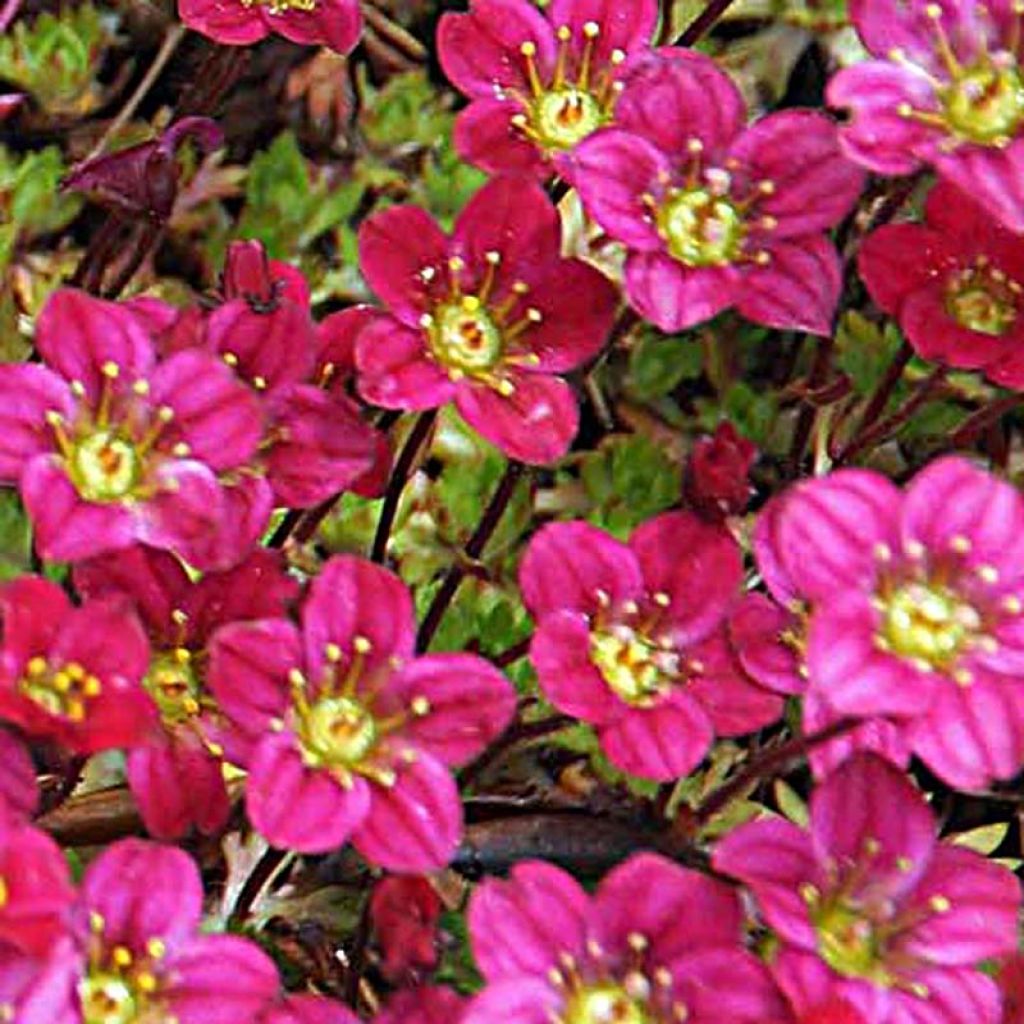 Saxifraga arendsii Peter Pan - Garten-Moos-Steinbrech