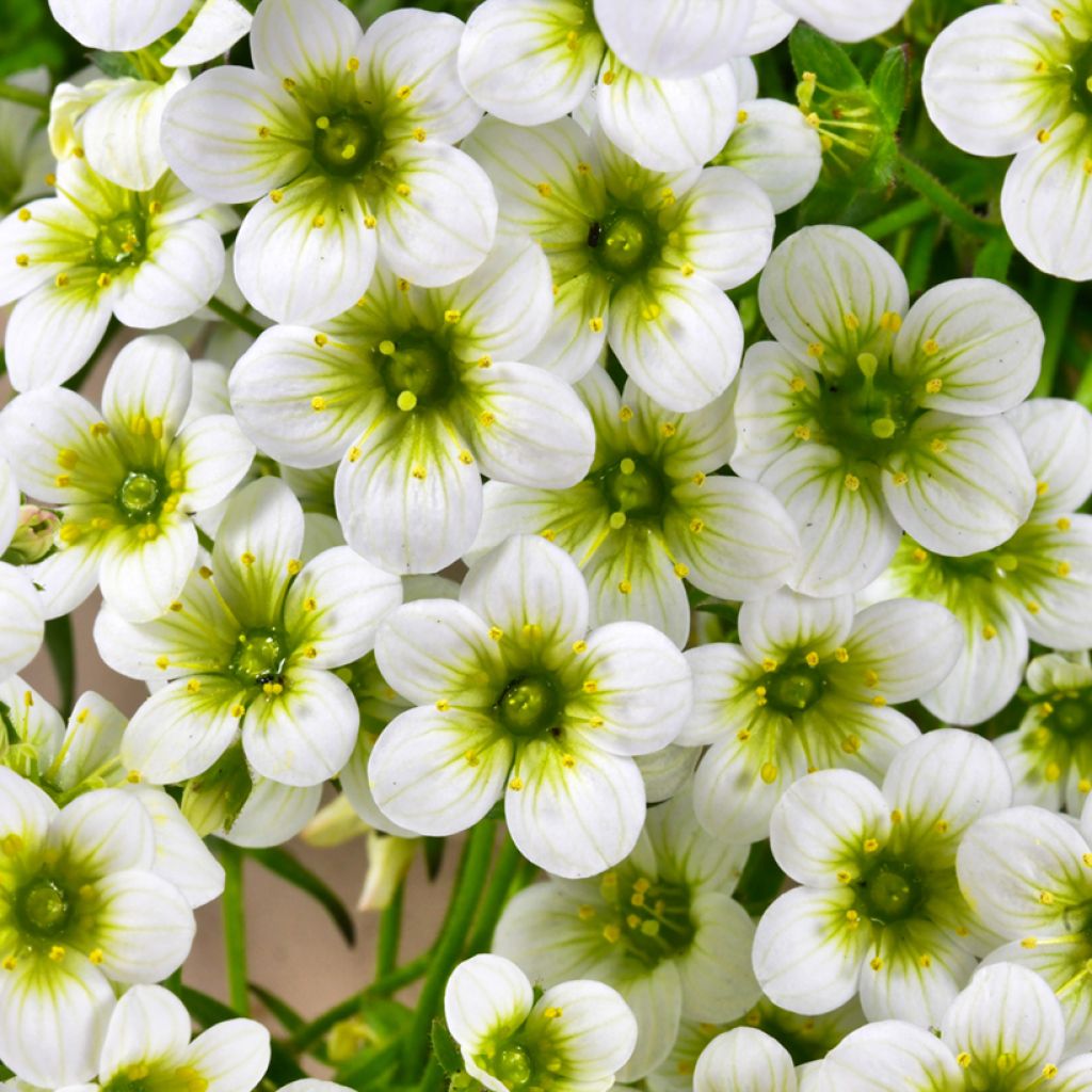 Saxifraga arendsii Pixie White - Garten-Moos-Steinbrech