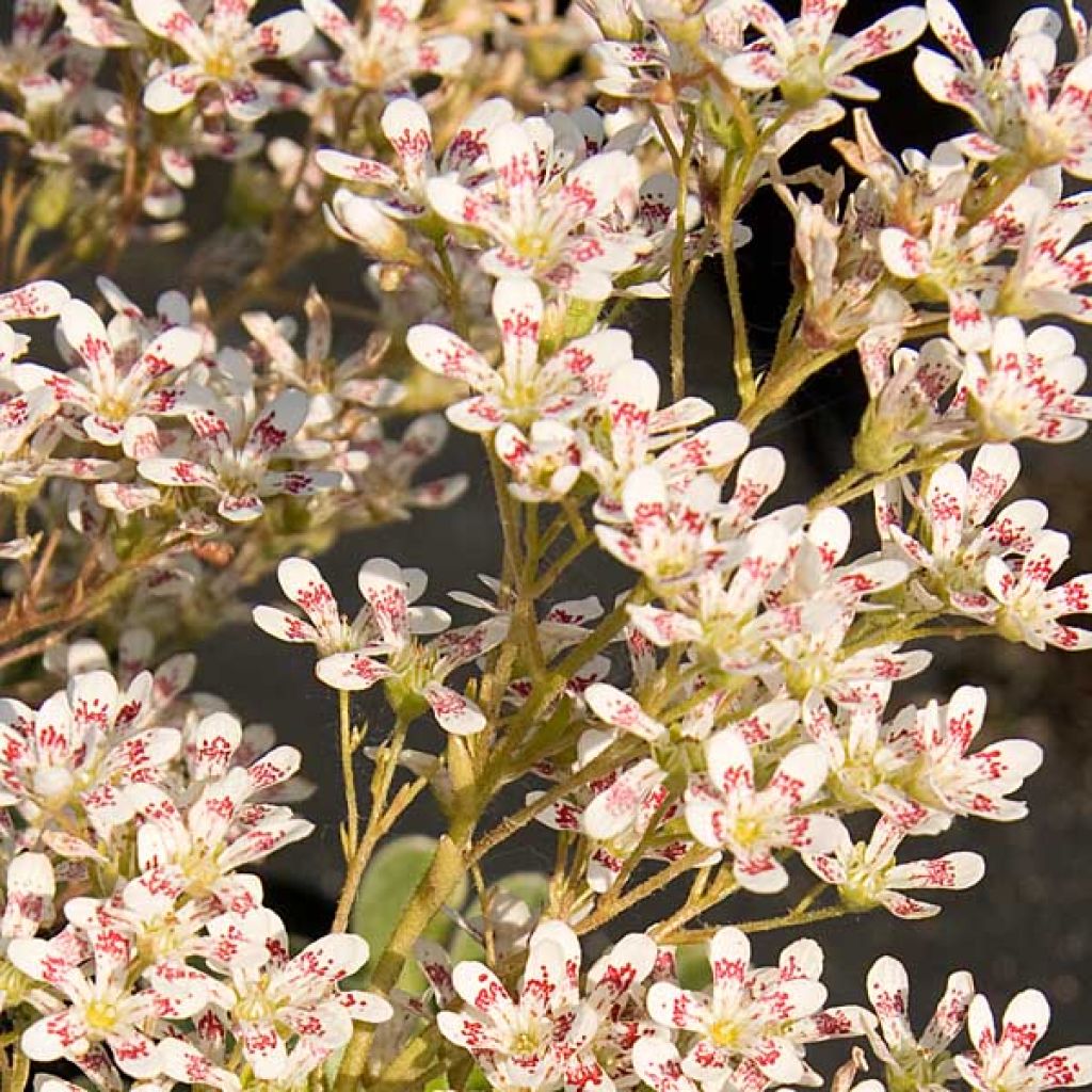 Saxifrage cotyledon south side seedling, Saxifraga