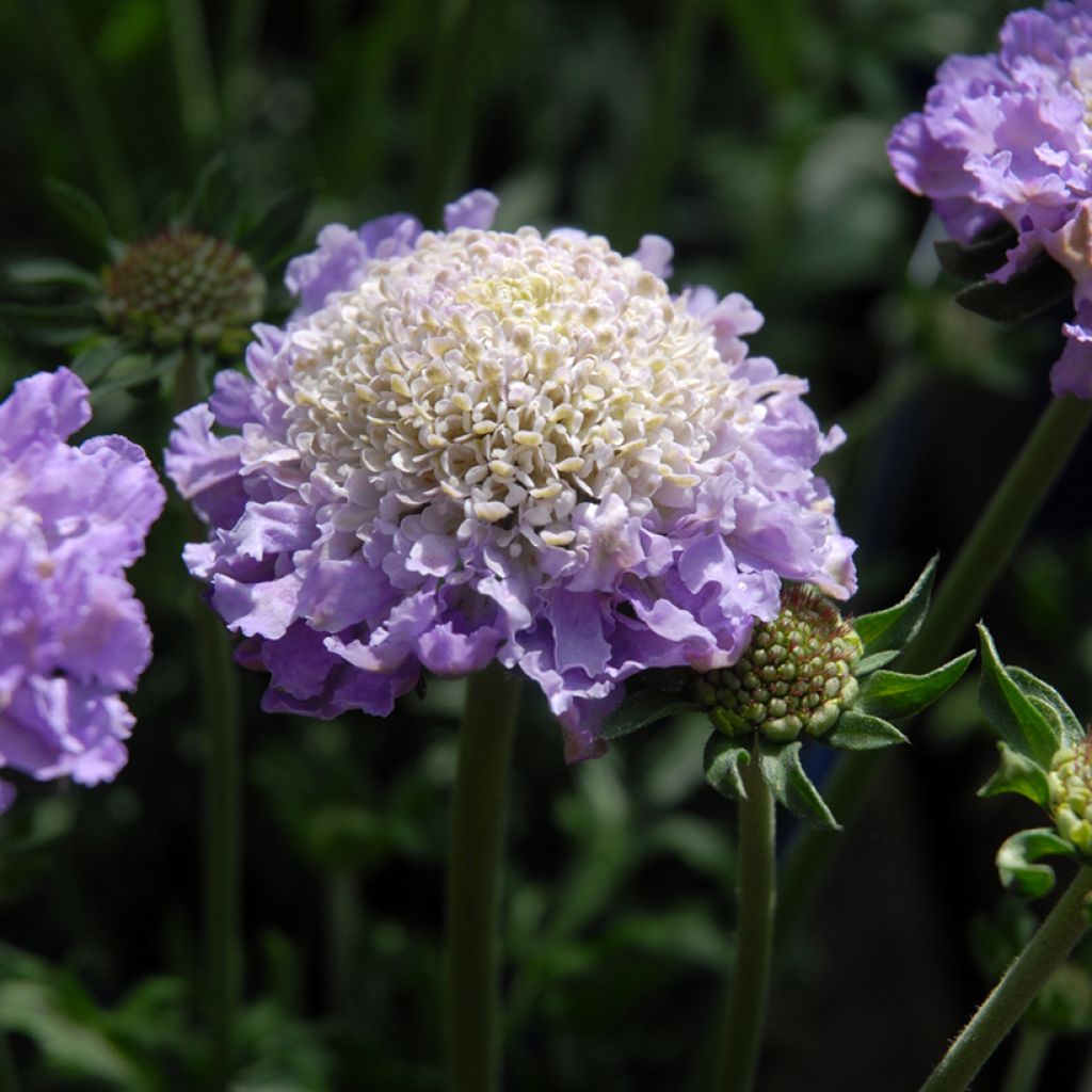 Tauben-Skabiose Butterfly Blue - Scabiosa columbaria