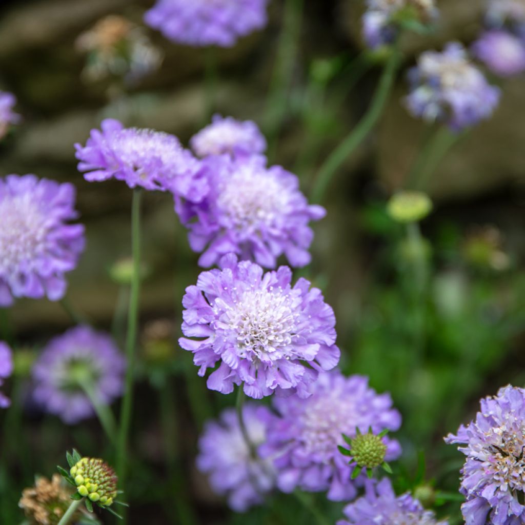 Tauben-Skabiose Butterfly Blue - Scabiosa columbaria