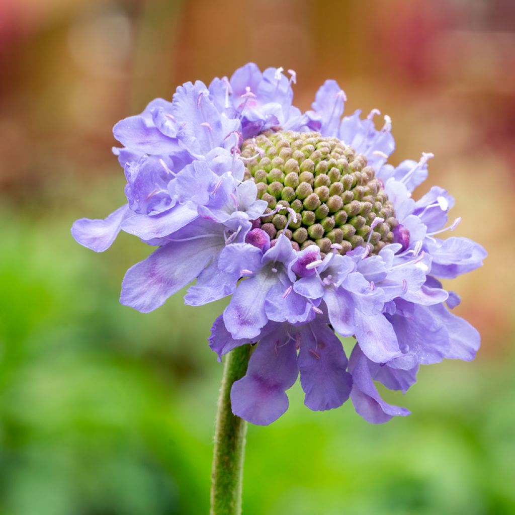 Tauben-Skabiose Butterfly Blue - Scabiosa columbaria