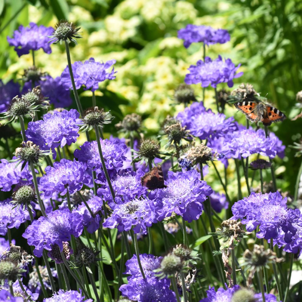 Tauben-Skabiose Butterfly Blue - Scabiosa columbaria