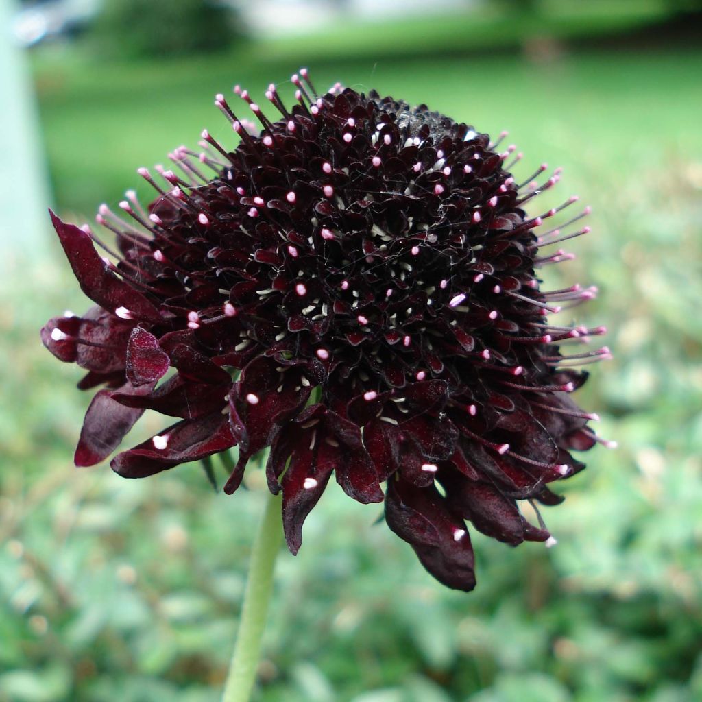 Samt-Skabiose Chile Black - Scabiosa atropurpurea