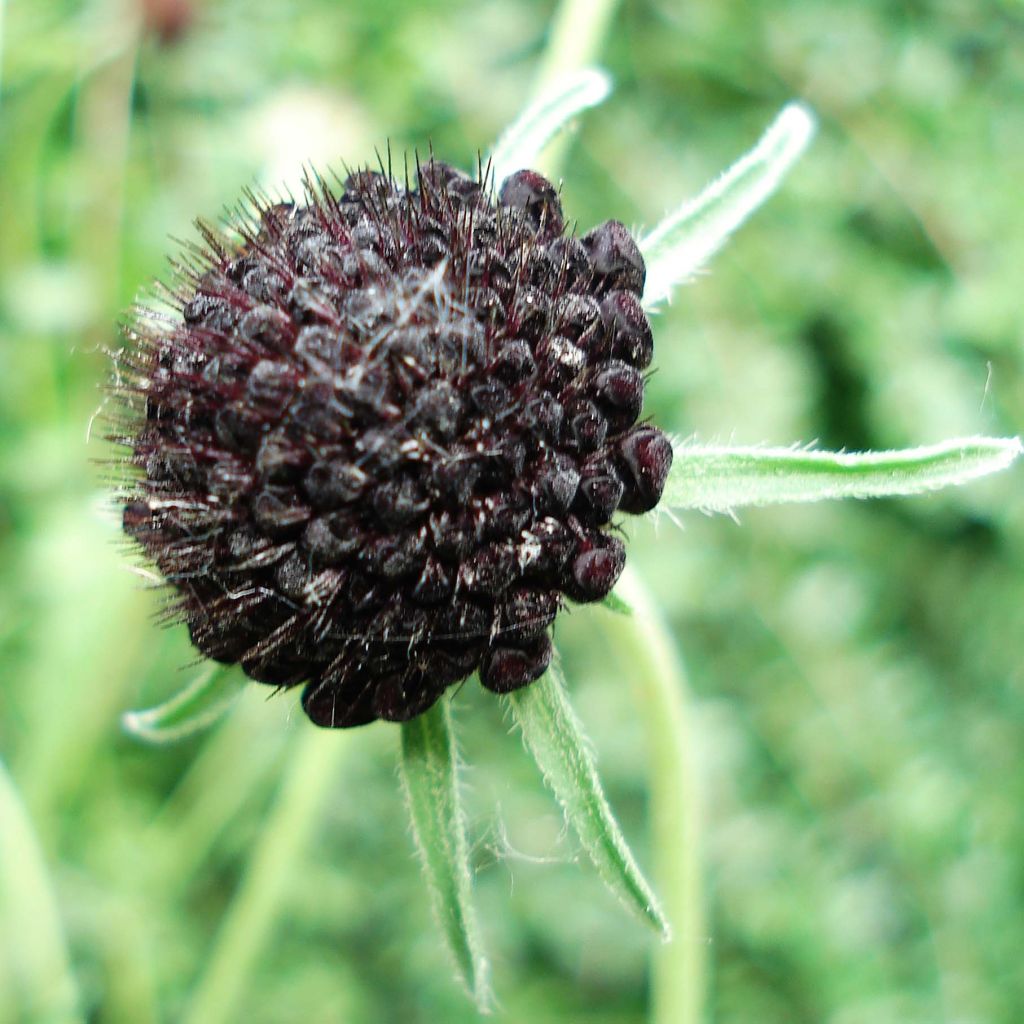 Samt-Skabiose Chile Black - Scabiosa atropurpurea