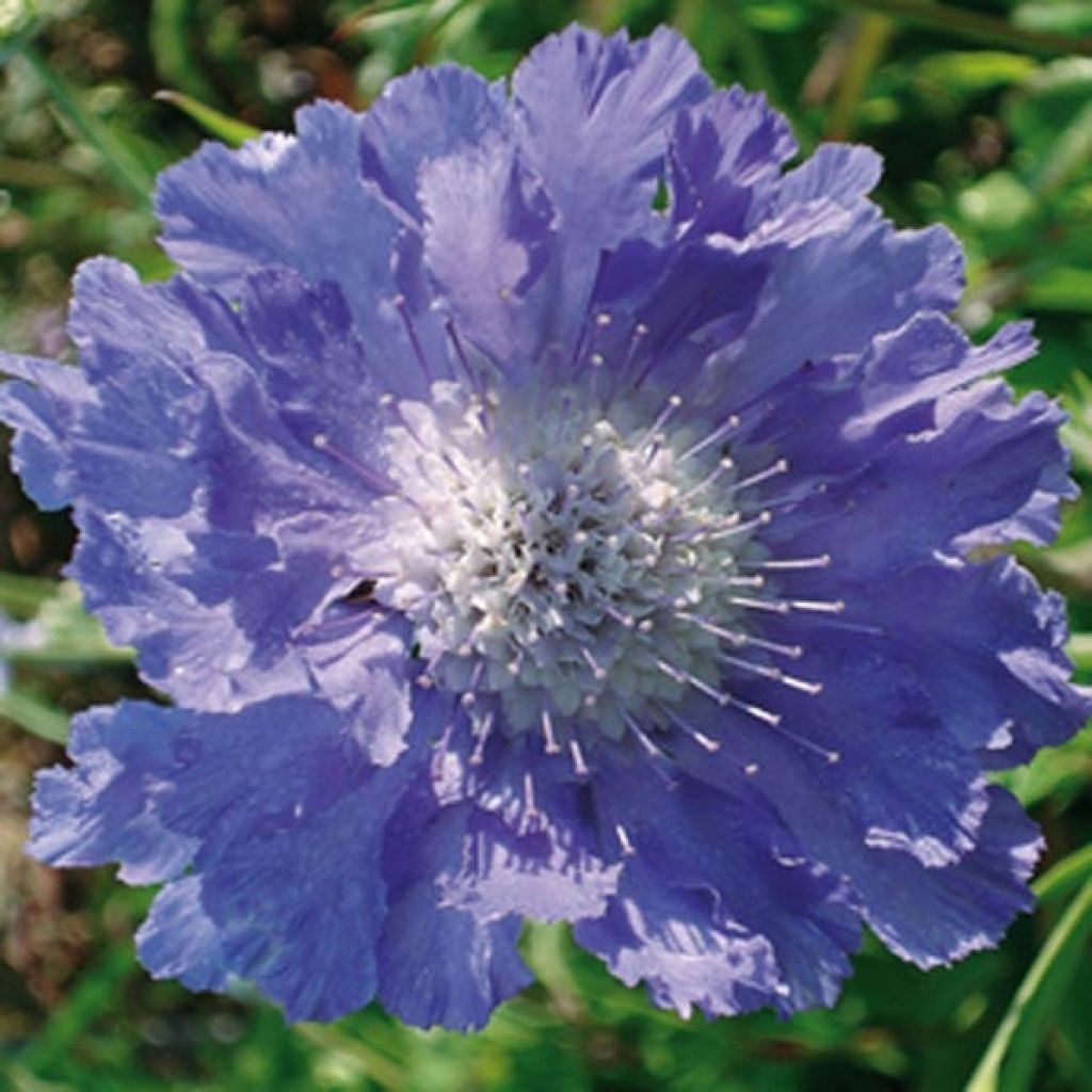 Große Skabiose Perfecta - Scabiosa caucasica