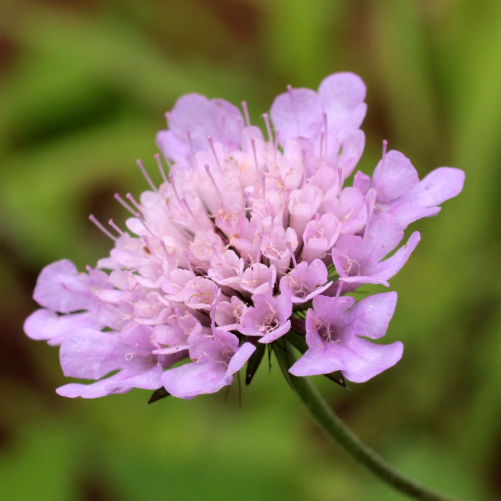 Tauben-Skabiose Pincushion Pink - Scabiosa columbaria var. nana