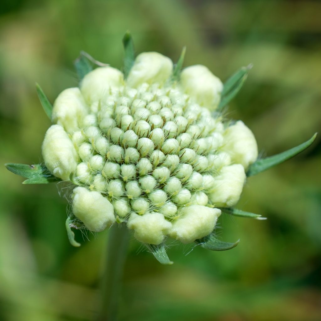 Scabieuse colombaire Pincushion Pink - Scabiosa columbaria