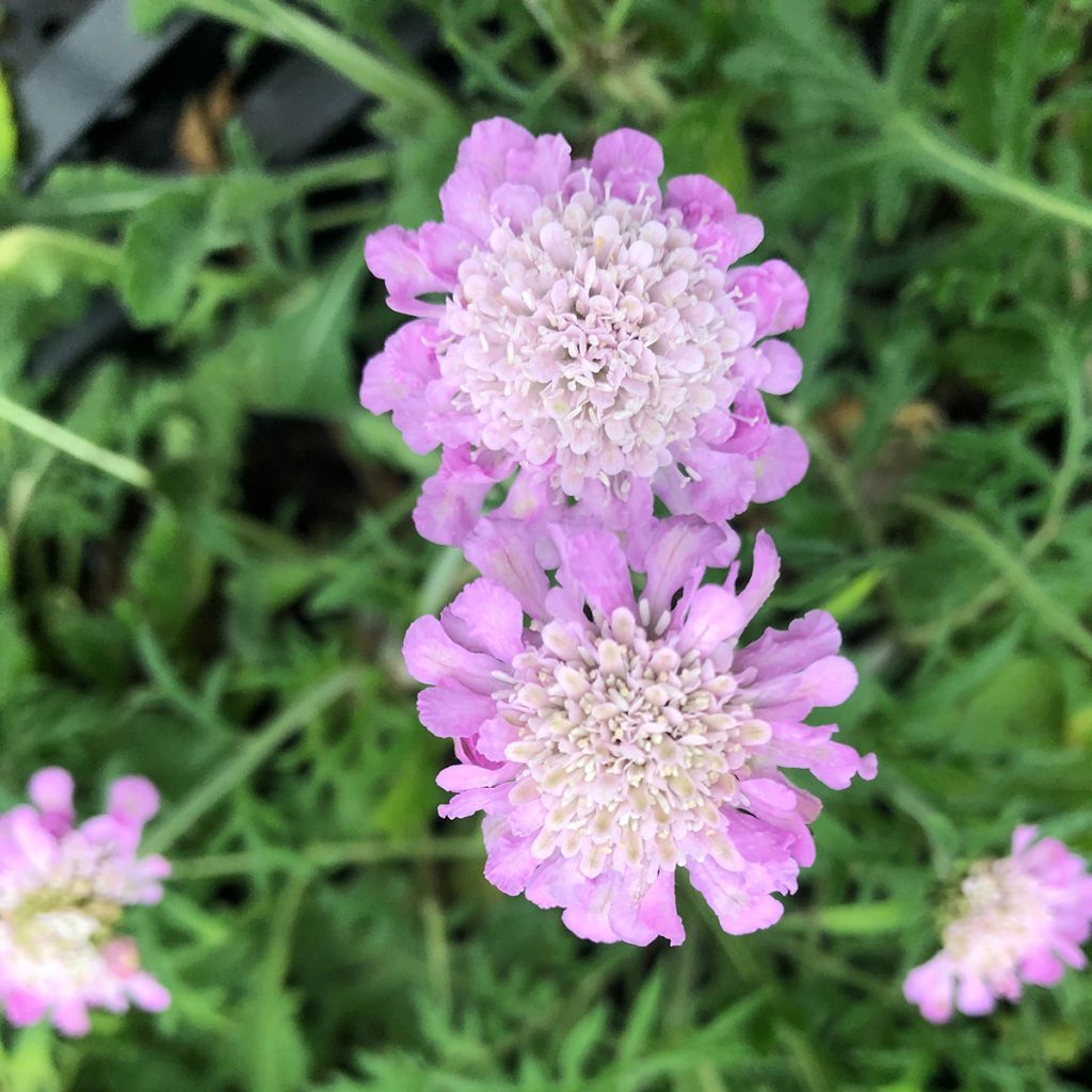 Tauben-Skabiose Pink Mist - Scabiosa columbaria