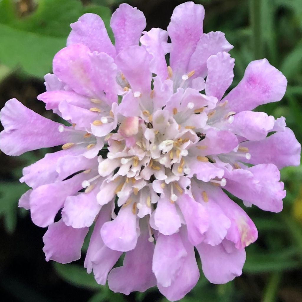 Tauben-Skabiose Pink Mist - Scabiosa columbaria