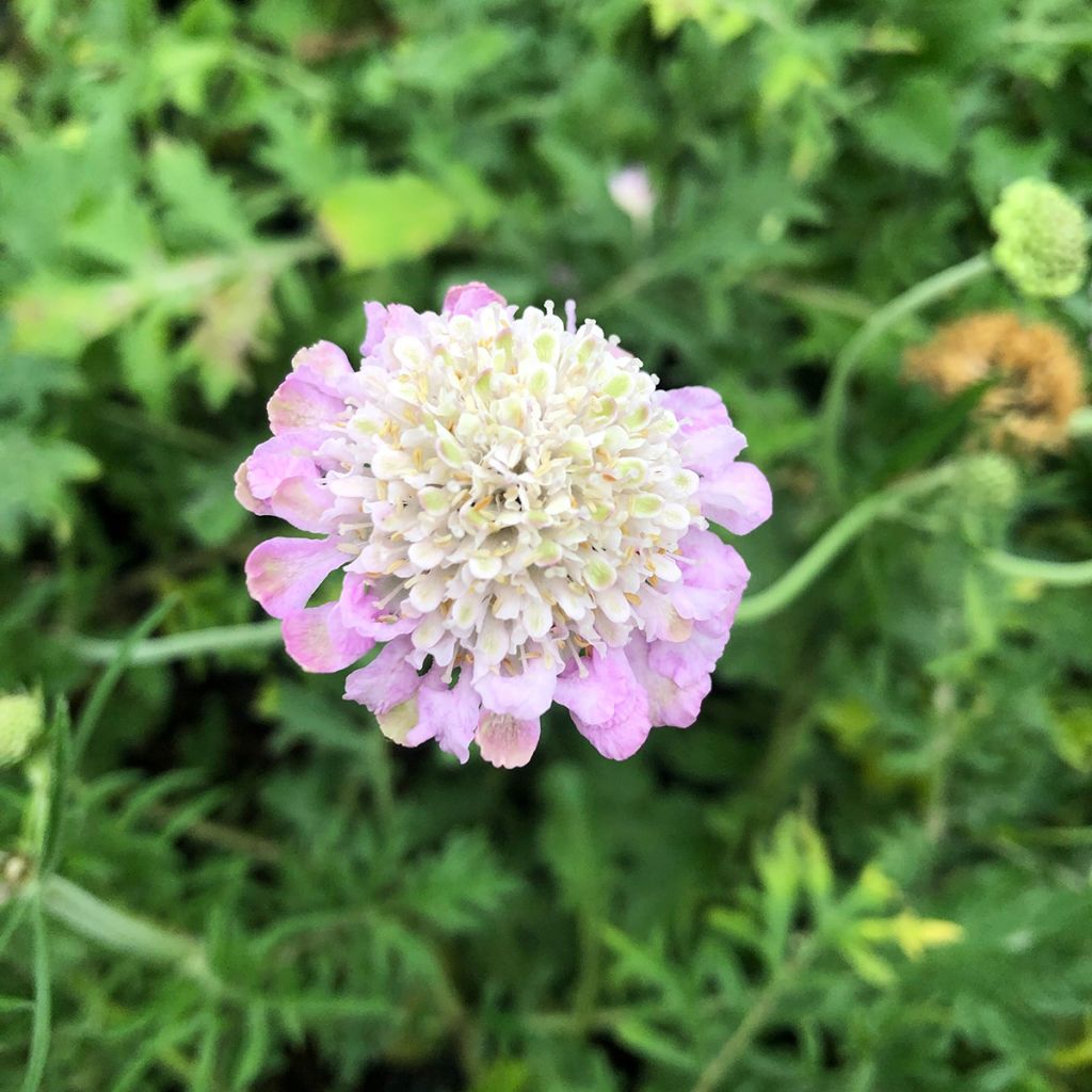 Tauben-Skabiose Pink Mist - Scabiosa columbaria