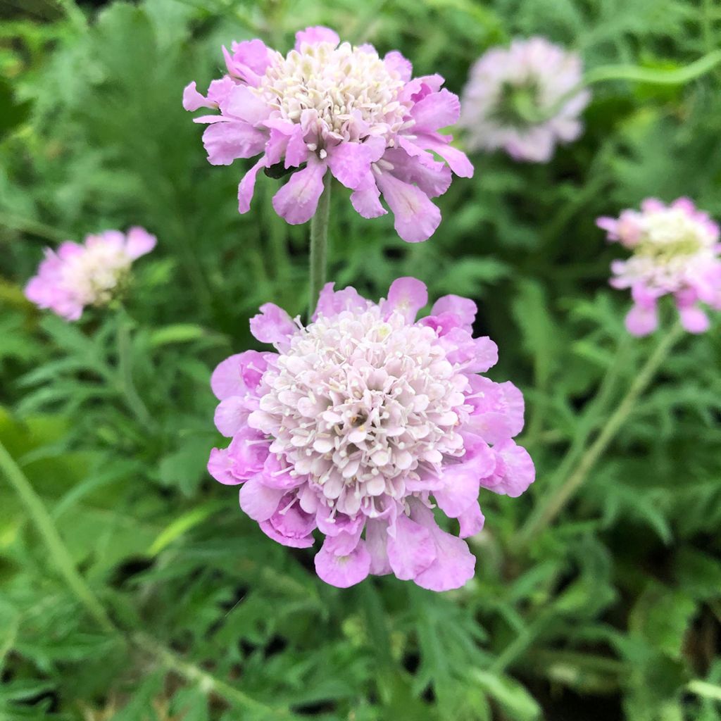 Tauben-Skabiose Pink Mist - Scabiosa columbaria