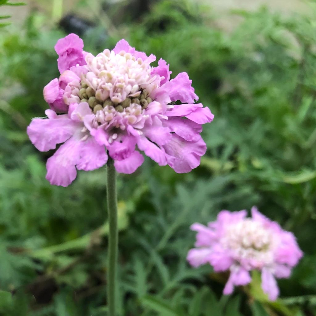 Tauben-Skabiose Pink Mist - Scabiosa columbaria