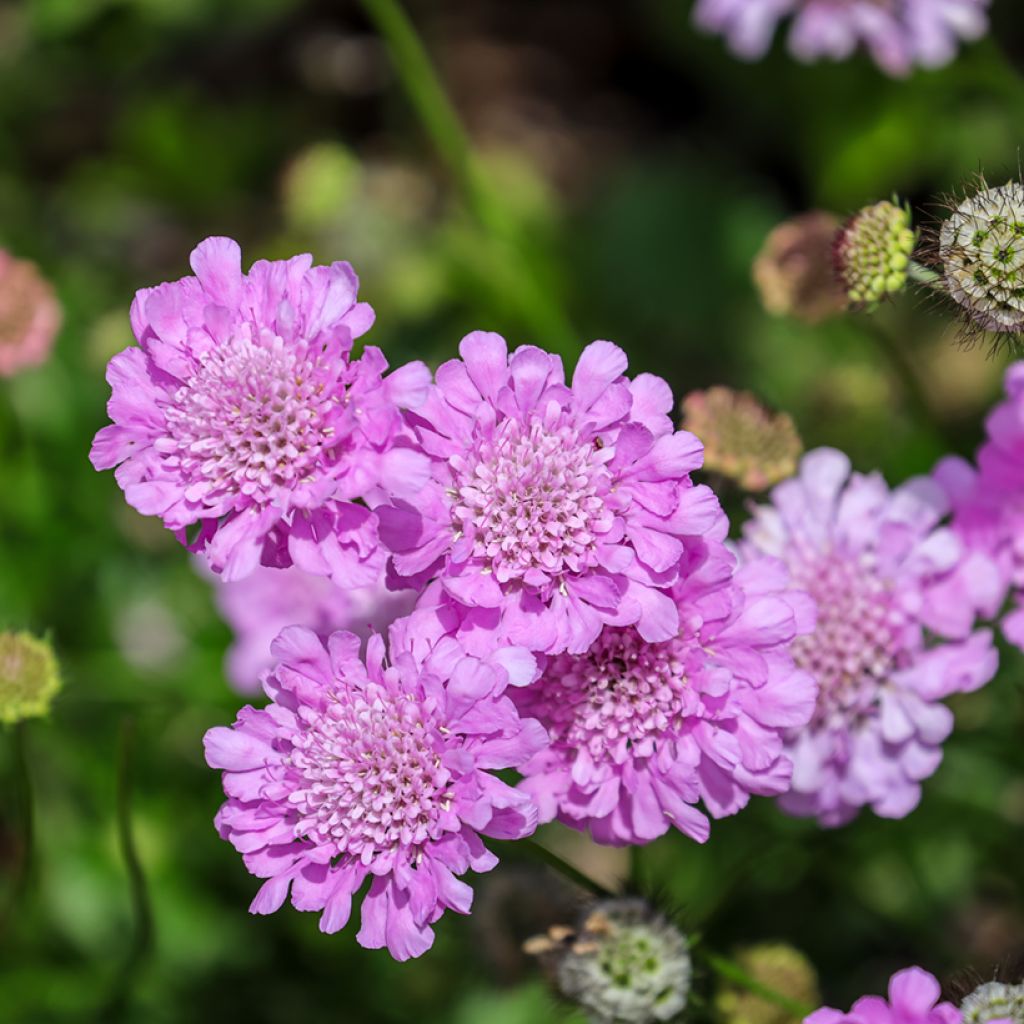 Tauben-Skabiose Pink Mist - Scabiosa columbaria