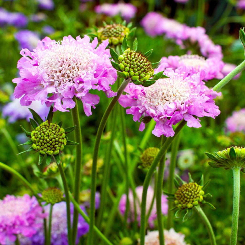 Tauben-Skabiose Pink Mist - Scabiosa columbaria