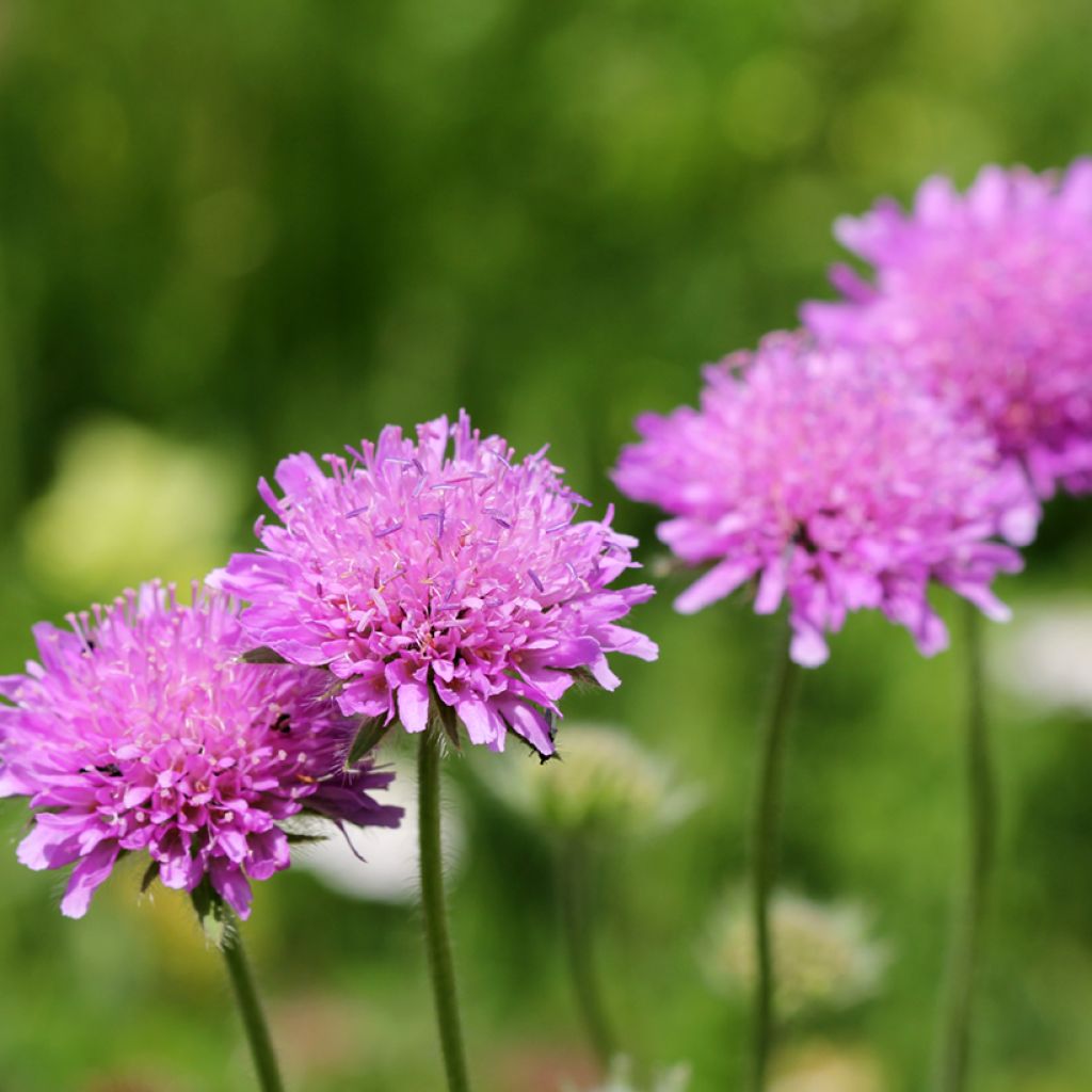 Tauben-Skabiose Pink Mist - Scabiosa columbaria