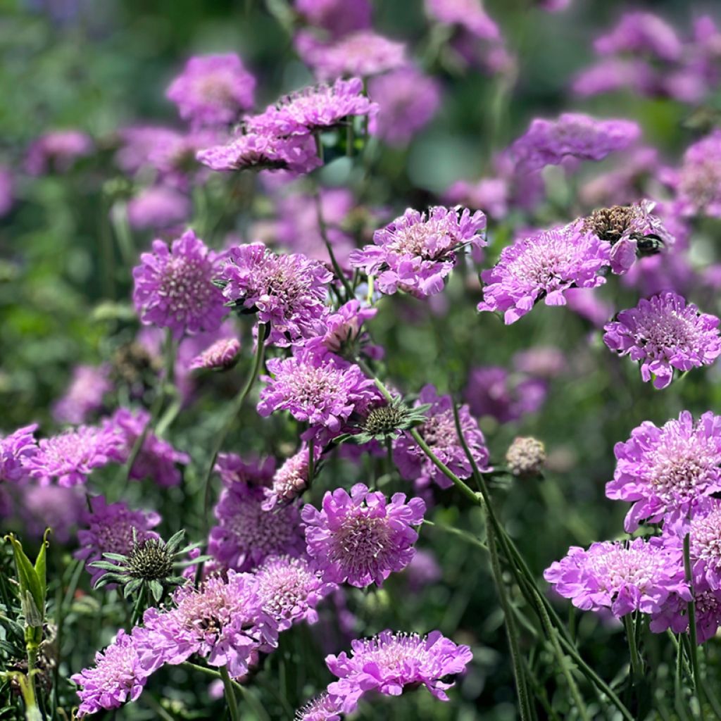 Tauben-Skabiose Pink Mist - Scabiosa columbaria