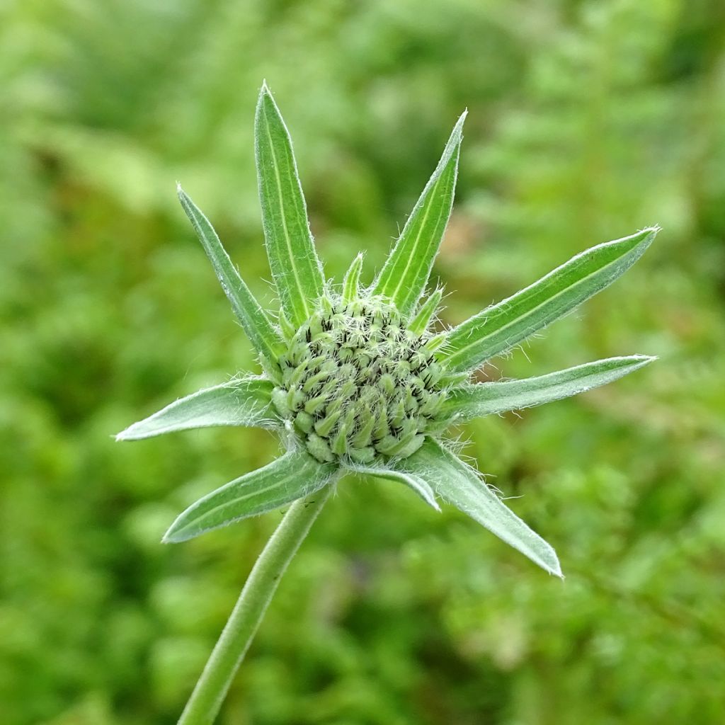 Große Skabiose Alba - Scabiosa caucasica