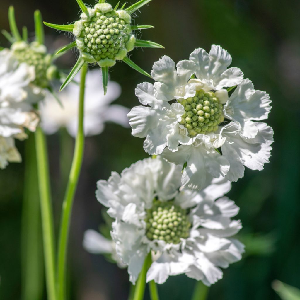 Große Skabiose Alba - Scabiosa caucasica